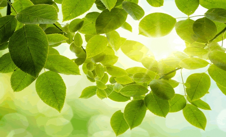 Mindfulness - usmjerena svjesnost