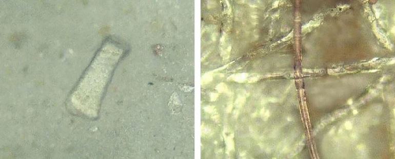 Sheets (l) and fibers of plastic found in the samples. (Adapted from Environmental Science & Technology 2021)