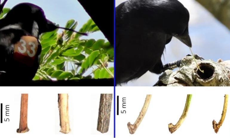 Nekukasti - (lijevo) i kukasti (desno) alati i njihova uporaba. (James St Clair et al, Nat. Ecol. Evol, 2018.)