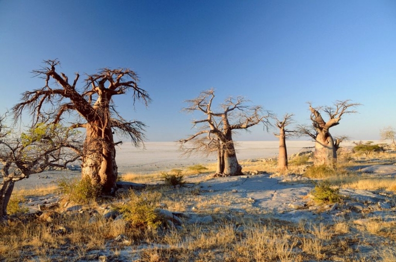 The rock outcrop known as Kubu Island in Botswana lies within the region where some researchers claim modern humans first evolved. Izvor: Stefan Huchler, Wikimedia Commons/CC BY-SA 3.0