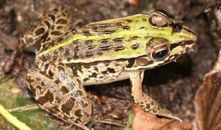 Tamnopjegava žaba, Pelophylax nigromaculatus. Izvor: Alpsdake/Wikimedia Commons/CC BY-SA 3.0