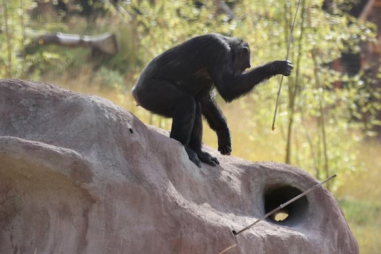 Čimpanza koristi alat. Izvor: chimpsnw.org