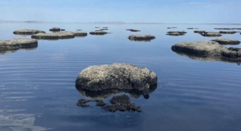Veliko slano jezero skriva još jednu životinjsku vrstu koju su znanstvenici previdjeli