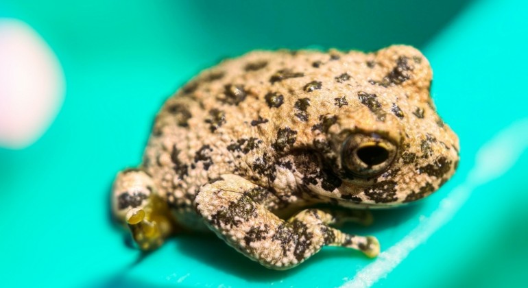 Manje tjelesne dimenzije mogu nekim evolucijskim linijama donijeti prednost